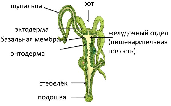 Кракен купить мефедрон